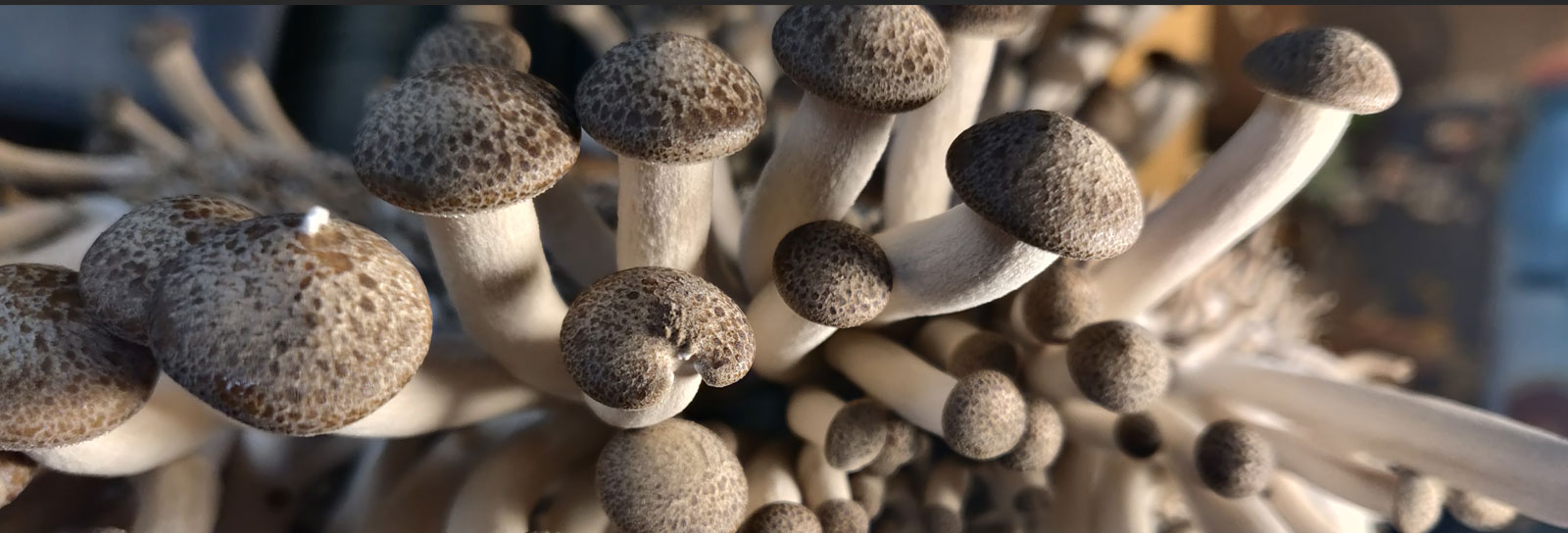 Growing Mushrooms