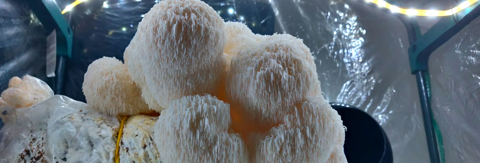 Understanding the Mushroom Life Cycle