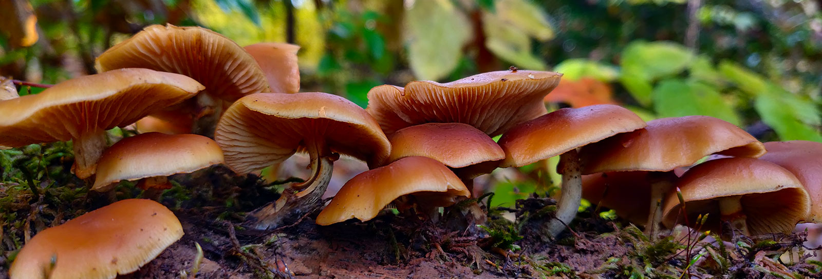 Galerina Genus
